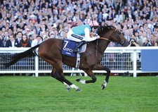 Frankel Horse Racing Legend No.7 POSTER