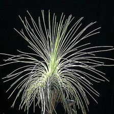 Tillandsia filifolia Live air plant bioactive natural vivarium terrarium wood