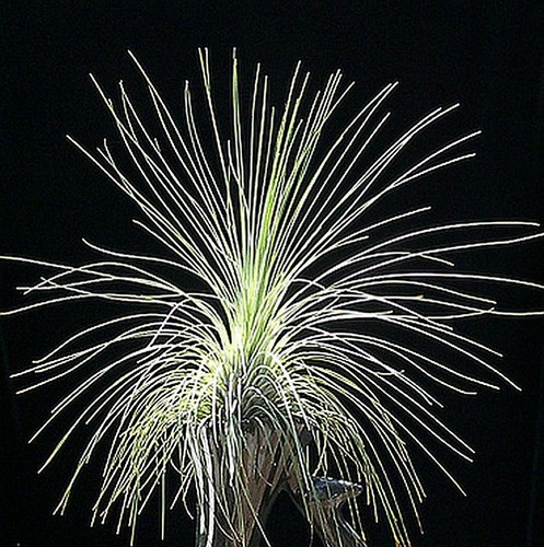 Tillandsia filifolia live air - filifolia,