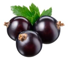Fruit Plants - Blackcurrant 'Ebony' - 1 x Full Plant in a 3 Litre Pot