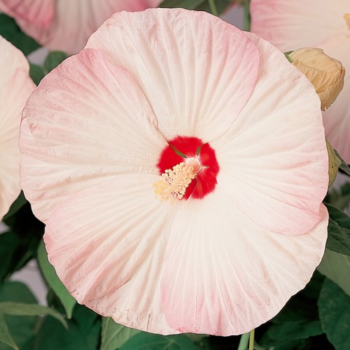 Hardy hibiscus nippon blush - hibiscus,