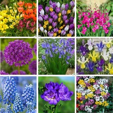 Freesia Lilies etc Bulbs
