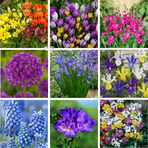 Freesia lilies etc - lilies, bulbs