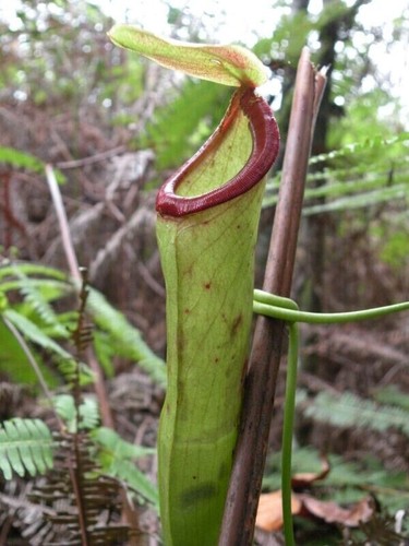 Seeds nepenthes mirabilis - nepenthes,