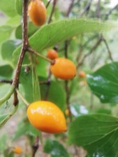 rare Celtis sinensis Chinese Nettle Tree edible fruit tree showy foliage