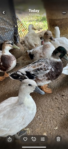 Sale dozen fertile - ,