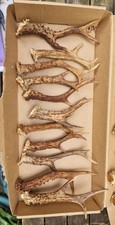 Roe Deer Antler Unusual Shape