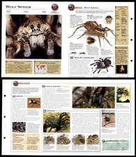 Wolf Spider #10 Invertebrates