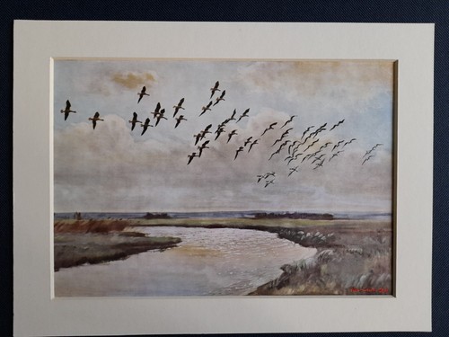 Vintage peter scott print - peter,