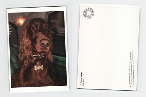 Postcard irish red setter - -,