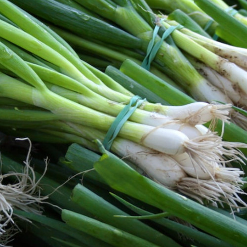 Spring onion seeds white - -,