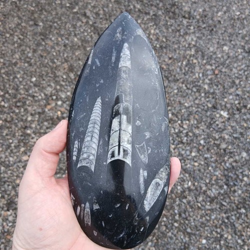 Orthoceras fossil large - orthoceras,
