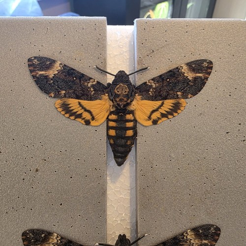 Acherontia atropos death head - atropos,