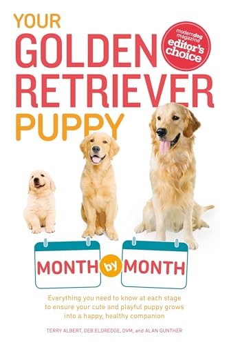 Your golden retriever puppy - retriever,