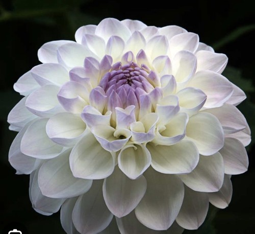 Dahlia tuber eveline - dahlia,