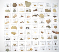 85 piece fossil collection dinosaur Permian teeth plants shell job lot wholesale