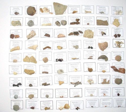 Piece fossil collection - 85,