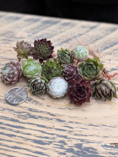 Sempervivum mixed chicks - sempervivum,