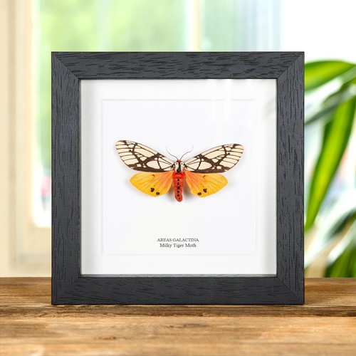Milky tiger moth - milky, in