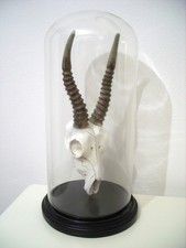 Faux Deer/Antelope Skull & Horns Ornament Decoration in Glass Dome (Not Real)
