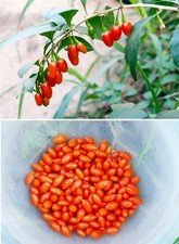 Goji Berry | 50+ seeds |