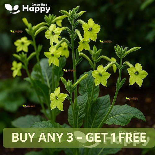 Winged flowering tobacco lime - winged,