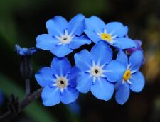 3 X WATER FORGET ME NOTS UK NATIVE MARGINAL POND PLANTS 