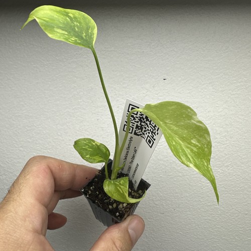 Monstera deliciosa electrolyte - monstera,