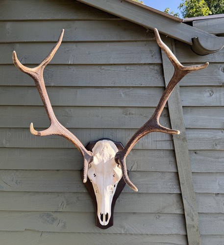 Red deer stag - deer, skull