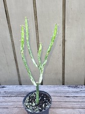 Euphorbia alluaudii