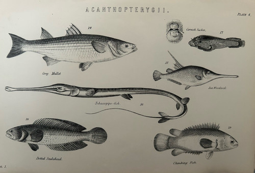 Antique print fish c1870s grey - antique,