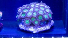 Zoa Colony WYSIWYG  (H3)