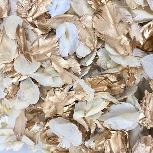 Gold ivory dried - +,