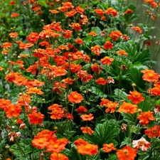 T&M Geum Mrs Bradshaw Garden