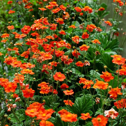 Geum mrs bradshaw - bradshaw, garden