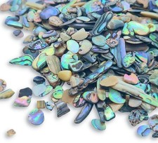 Abalone new zealand shell - new,