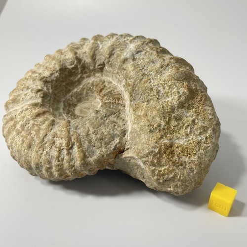 Large ammonite fossil - ammonite,