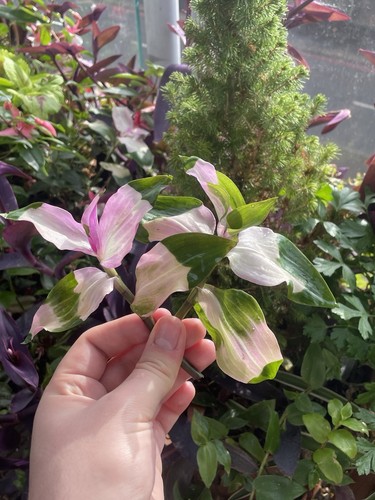 Tradescantia maiden blush 2 - maiden's,
