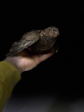 36 Coturnix Quail Eggs 