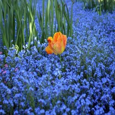 Forget not seeds - not,