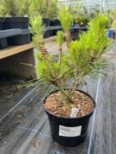 Japanese Red Pine 'Haybud'