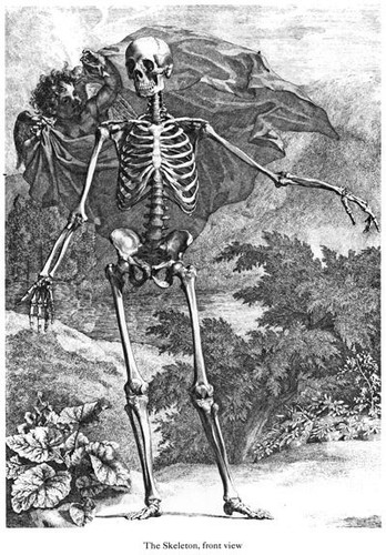 Ml37 vintage medical anatomy - ml37,