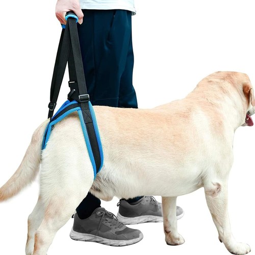 Doglemi pet dog - 💥💥doglemi,