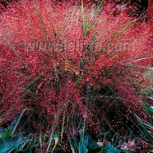 Eragrostis spectabalis - , /