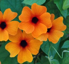 3X THUNBERGIA BLACK EYED SUSAN