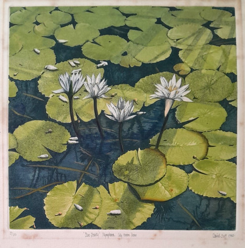 David suff water lily kew - david,