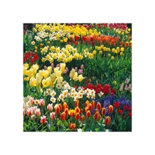 100 Mixed Varieties Spring