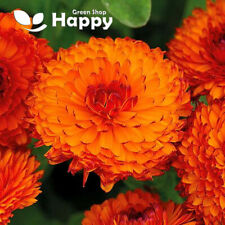 POT MARIGOLD NEON  1 GRAM 150 SEEDS - Calendula officinalis double BURGUNDY EDGE