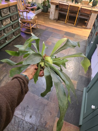 Staghorn fern - fern, (platycerium)