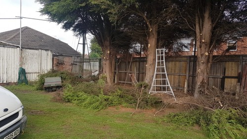 Hedge cutting tripod ladder - cutting,